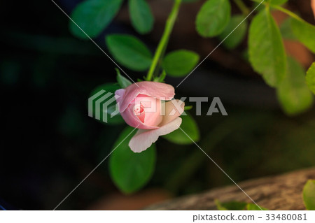 Close up beautiful pink rose Close up beautiful pink rose 33480081