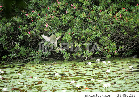 Heron Heron 33480235