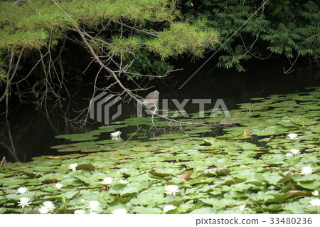 Heron 33480236