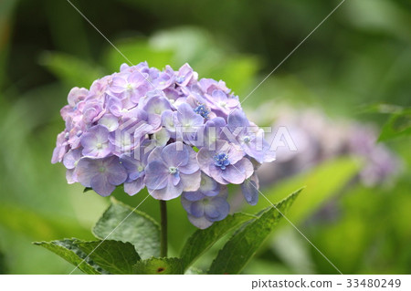 Cute hydrangea 33480249