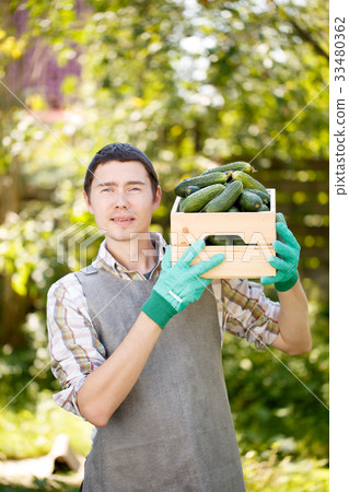 Brunet with box of cucumbers 33480362