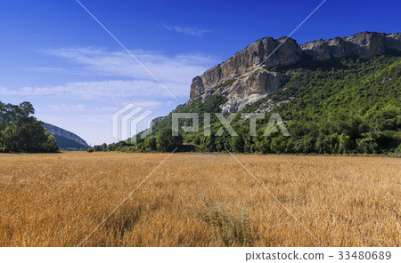 Field of wheat with mountainous backdrop Field of wheat with mountainous backdrop 33480689