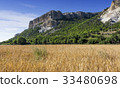 Field of wheat with mountainous backdrop 33480698