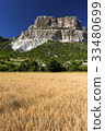Field of wheat with mountainous backdrop 33480699