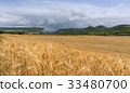 Field of wheat with mountainous backdrop 33480700