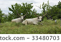 Two white oxen with long horns lie on a meadow 33480703