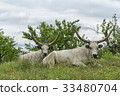 Two white oxen with long horns lie on a meadow 33480704
