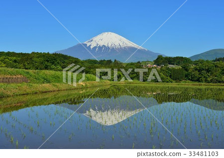 Rice terrace morning 33481103