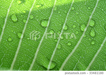 Water drops on leaf closeup .. Water drops on leaf closeup .. 33481180