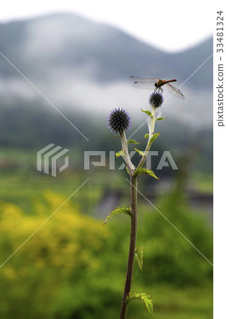 Higo Thai Dragonfly Boron of the hills hill Asago Hiwa Town Mikawachi Higo Thai Dragonfly Boron of the hills hill Asago Hiwa Town Mikawachi 33481324