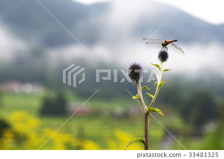 Higo Thai Dragonfly Boron of the hills hill Asago Hiwa Town Mikawachi 33481325
