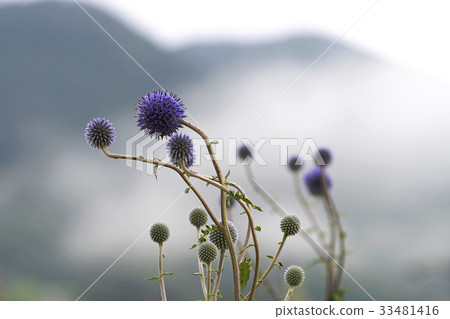Higo Thai The hills with botanical trees Asago Hiwacho Mikawachi Higo Thai The hills with botanical trees Asago Hiwacho Mikawachi 33481416