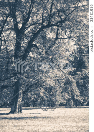 Old vintage photo. Park forest trees trunks glade Old vintage photo. Park forest trees trunks glade 33481956