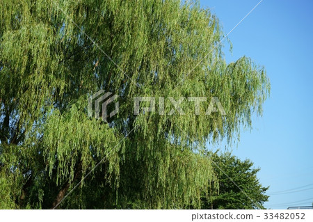 Beautiful weeping willow 33482052