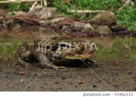Azuma蟾蜍 Azuma蟾蜍 33482113