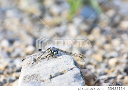 Kawara的Shiokara Tonbo 33482134