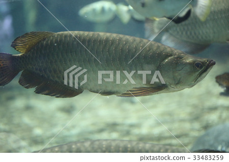 Northern Baramundi Northern Baramundi 33483259