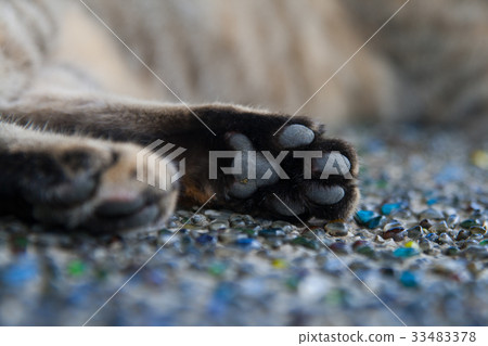 貓咪肉球 野良貓 screet cat 33483378