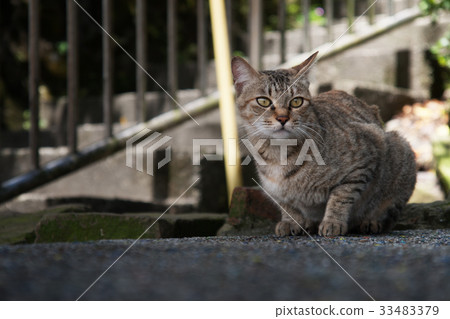蹲坐的虎斑貓咪 野良貓 screet cat 33483379