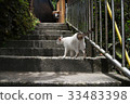 上樓梯的貓咪 野良貓 screet cat 33483398
