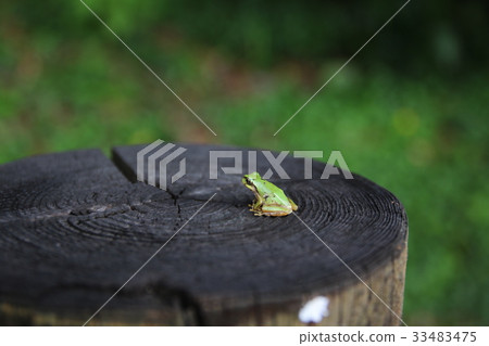Tree frog 33483475