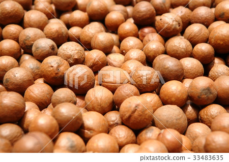 Macadamia Nuts in Guatemala / Macadamia Nuts in Guatemala 33483635
