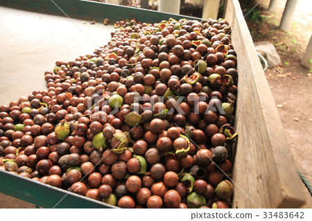 Macadamia Nuts in Guatemala / Macadamia Nuts in Guatemala 33483642