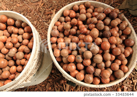 Macadamia Nuts in Guatemala / Macadamia Nuts in Guatemala 33483644
