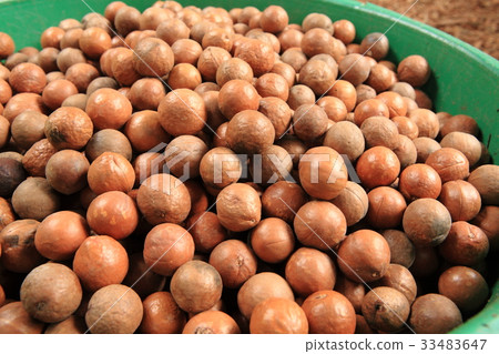 Macadamia Nuts in Guatemala / Macadamia Nuts in Guatemala 33483647