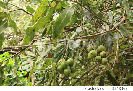 Macadamia Nuts in Guatemala / Macadamia Nuts in Guatemala 33483651