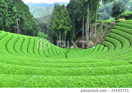 Ujicha no Sato / Kyoto Watsukacho Harayama Round Tea Field 33483755