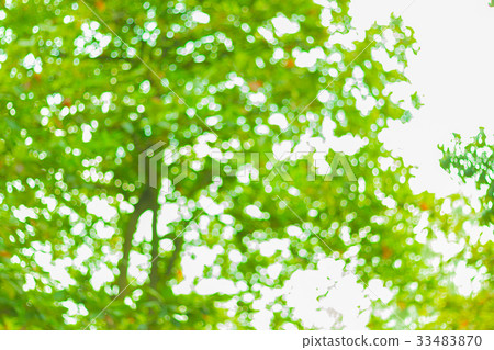 Nature green bokeh and blur leaf branch abstract Nature green bokeh and blur leaf branch abstract 33483870