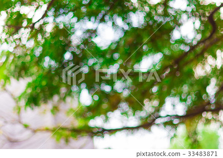 Nature green bokeh and blur leaf branch abstract Nature green bokeh and blur leaf branch abstract 33483871