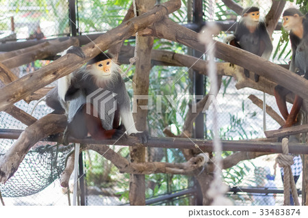 Red-shanked Douc (Pygathrix nemaeus) in the zoo 33483874