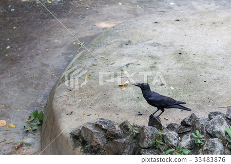 the crow is standing for find some food the crow is standing for find some food 33483876