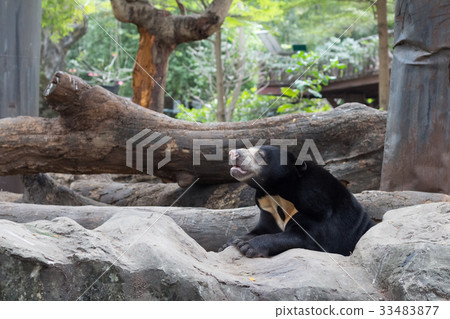Malayan sun bear or Honey bear in the zoo Malayan sun bear or Honey bear in the zoo 33483877