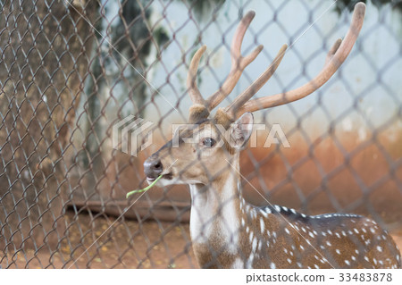 The chital or cheetal also known as spotted deer The chital or cheetal also known as spotted deer 33483878