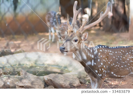 The chital or cheetal also known as spotted deer The chital or cheetal also known as spotted deer 33483879
