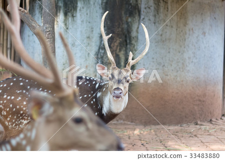 The chital or cheetal also known as spotted deer The chital or cheetal also known as spotted deer 33483880