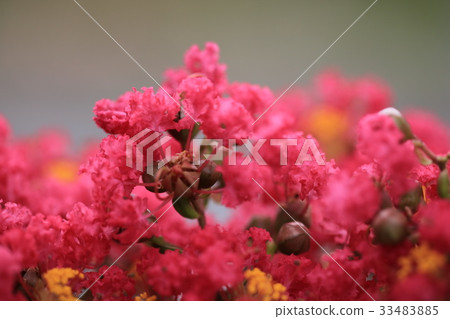 紫薇花 紫薇花 33483885