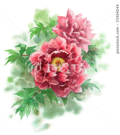 Red peony flower Red peony flower 33484044