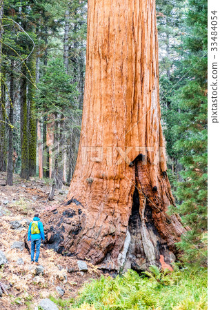 Tourist with backpack hiking in Sequoia National Park 33484054
