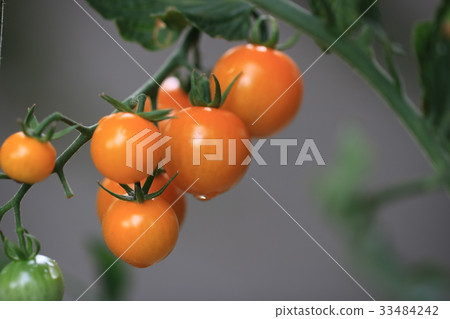 櫻桃西紅柿 櫻桃西紅柿 33484242