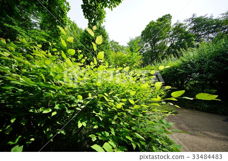 Hyu-gazushi leaves Hyu-gazushi leaves 33484483