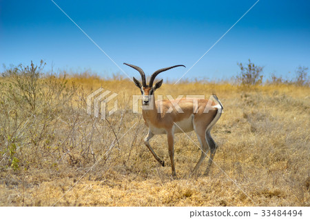Gazelle the curious look 33484494