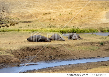 Three Hippo napping on the edge Three Hippo napping on the edge 33484495