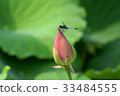 蓮花和蜻蜓 33484555