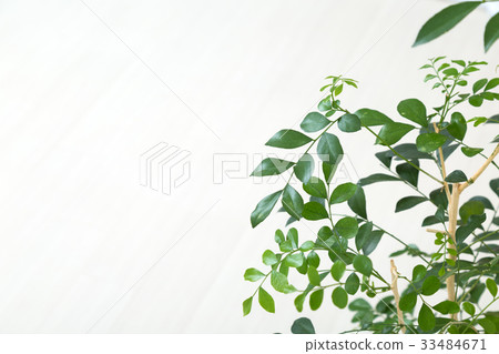 Green and room Green and room 33484671