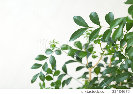 Green and room 33484673