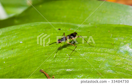 Close up black long-legged flies on the green leaf Close up black long-legged flies on the green leaf 33484730